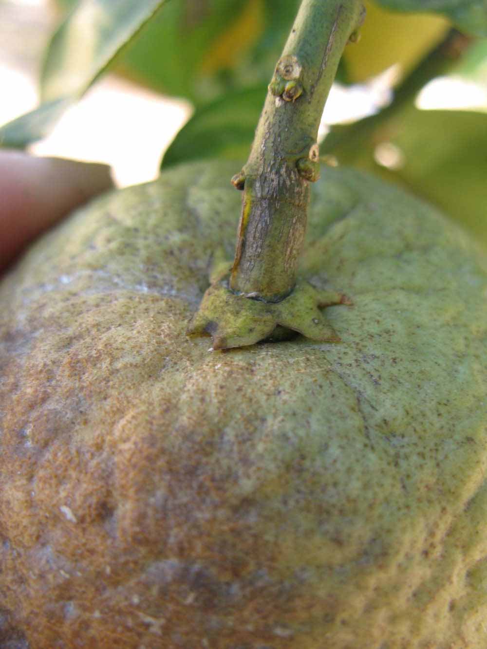            Fruit (Winter Haven, FL)   